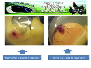 Huevos tras
Huevos tras 5 días de incubación. Huevo tras 7 días de incubación
 