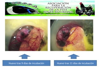 Huevo tras 9 días de incubación Huevo tras 11 días de incubación
 