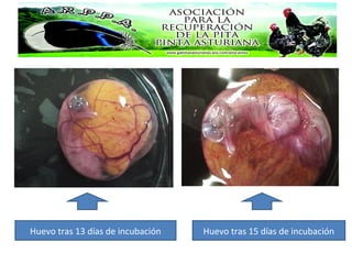 Huevo tras 13 días de incubación Huevo tras 15 días de incubación
 