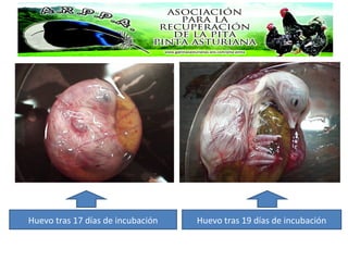 Huevo tras 17 días de incubación Huevo tras 19 días de incubación
 