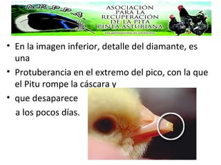 • En la imagen inferior, detalle del diamante, es
una
• Protuberancia en el extremo del pico, con la que
el Pitu rompe la cáscara y
• que desaparece
a los pocos días.
 