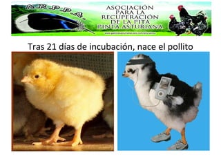 Tras 21 días de incubación, nace el pollito
 
