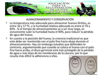 ALMACENAMIENTO Y CONSERVACIÓN
• La temperatura más adecuada para almacenar huevos fértiles, es
entre 10 y 17 ºC, y la humedad relativa adecuada es entre el 70 y
85% . Si el tiempo de almacenamiento va a ser muy largo, es
conveniente subir la humedad hasta el 90%, para reducir la pérdida
de agua del huevo.
• En cuanto a la posición del huevo, la creencia tradicional es que
este debe ser mantenido con el polo fino hacia abajo durante el
almacenamiento. Hay sin embargo estudios que defienden lo
contrario, argumentando que cuando se coloca el huevo con el polo
fino hacia arriba, el disco germinal está más protegido de la pérdida
de agua y más lejos de las membranas de la cáscara, por lo que
resulta más difícil la adherencia a ellas.
 