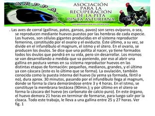 . Las aves de corral (gallinas, patos, gansos, pavos) son seres ovíparos, o sea,
se reproducen mediante huevos puestos por las hembras de cada especie.
Los huevos, son células gigantes producidas en el sistema reproductor
femenino, constituido por el ovario y el oviducto. Éste último, a su vez, se
divide en el infundíbulo el magnum, el istmo y el útero. En el ovario, se
producen los óvulos. Se dice que una pollita al nacer, ya tiene formados
todos los óvulos que pondrá en su vida, pero sin desarrollar. Los mismos
se van desarrollando a medida que va poniendo, por eso al abrir una
gallina en postura vemos en su sistema reproductor huevos en las
distintas etapas de formación: pequeños, medianos, grandes, y el último
ya con cáscara (esto es lo último que se forma). La ovulación, también
conocida como la puesta interna del huevo (la yema ya formada, fértil o
no), dura aprox. 30 minutos, pasando por el infundíbulo llega al magnum,
donde se forma la clara demorándose entre 3 y 4 horas. En el istmo, se
constituye la membrana testácea (90min.); y por último en el útero se
forma la cáscara del huevo (es carbonato de calcio puro). En este órgano,
el huevo demora 21 horas en terminar de formarse, para luego salir por la
cloaca. Todo este trabajo, le lleva a una gallina entre 25 y 27 horas. Ver
fig. 1
 