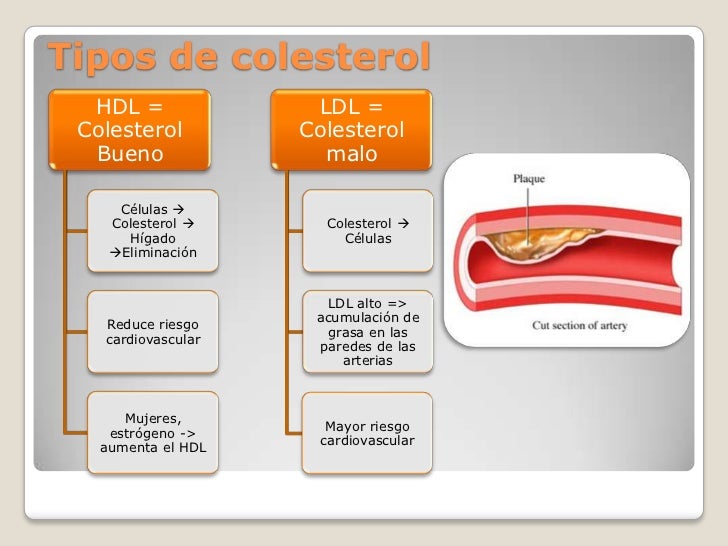 El huevo y el colesterol