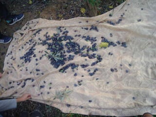 Συγκομιδή Ελιάς