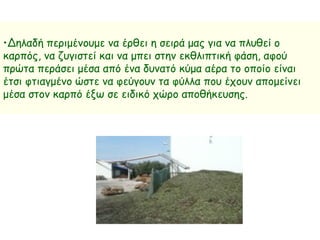 •Δηλαδή περιμένουμε να έρθει η σειρά μας για να πλυθεί ο
καρπός, να ζυγιστεί και να μπει στην εκθλιπτική φάση, αφού
πρώτα περάσει μέσα από ένα δυνατό κύμα αέρα το οποίο είναι
έτσι φτιαγμένο ώστε να φεύγουν τα φύλλα που έχουν απομείνει
μέσα στον καρπό έξω σε ειδικό χώρο αποθήκευσης.
 