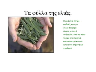 Τα φύλλα της ελιάς.
•
Η ελιά είναι δέντρο
αειθαλές και έχει
φύλλα σε σχήμα
λόγχης με παχιά
επιδερμίδα. Από την πάνω
πλευρά είναι πράσινα
και γυαλιστερά και από
κάτω είναι ασημένια και
χνουδωτά.
 