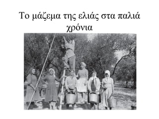 To μάζεμα της ελιάς στα παλιά
χρόνια
 