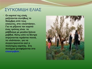 ΣΥΓΚΟΜΙΔΗ ΕΛΙΑΣ
 Οι καρποί της ελιάς
  μαζεύονται συνήθως το
  Νοέμβρη από τους
  ελαιώνες, στα «λιοστάσια».
  Για να ρίξουνε τον καρπό
  ένας τρόπος είναι το
  ράβδισμα με μεγάλα ξύλινα
  ραβδιά. Κάτω από τα δέντρα
  στρώνονται τεράστια πανιά,
  τα «λιόπανα», για να
  συγκεντρώνεται εκεί ο
  πολύτιμος καρπός. Στη
  συνέχεια μεταφέρονται στα
  ελαιοτριβεία .
 