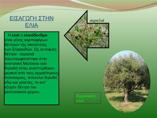 ΕΙΣΑΓΩΓΗ ΣΤΗΝ                       αγριελιά
       ΕΛΙΑ
  Η ελιά ή ελαιόδενδρο
είναι γένος καρποφόρων
δέντρων της οικογένειας
των Ελαιοειδών. Ως αυτοφυές
δέντρο - αγριελιά
πρωτοεμφανίστηκε στην
ανατολική Μεσόγειο εκεί
δηλαδή όπου αναπτύχθηκαν
μερικοί από τους αρχαιότερους
πολιτισμούς. Αποτελεί δηλαδή
εδώ και χιλιετίες, το κατ'
εξοχήν δέντρο του
μεσογειακού χώρου.
                                Ευρωπαϊκή
                                ελιά
 