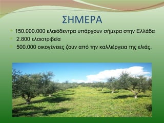 ΣΗΜΕΡΑ
 150.000.000 ελαιόδεντρα υπάρχουν σήμερα στην Ελλάδα
 2.800 ελαιοτριβεία
 500.000 οικογένειες ζουν από την καλλιέργεια της ελιάς.
 