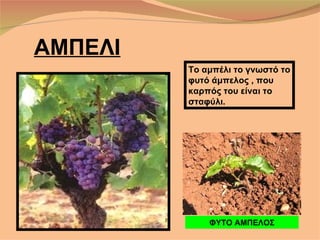 ΑΜΠΕΛΙ
         Το αμπέλι το γνωστό το
         φυτό άμπελος , που
         καρπός του είναι το
         σταφύλι.




             ΦΥΤΟ ΑΜΠΕΛΟΣ
 