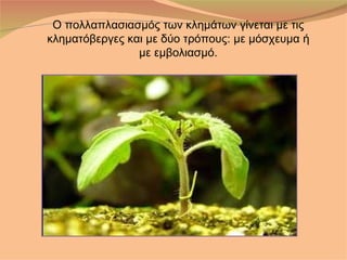 Ο πολλαπλασιασμός των κλημάτων γίνεται με τις
κληματόβεργες και με δύο τρόπους: με μόσχευμα ή
                με εμβολιασμό.
 