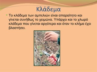 Κλάδεμα
 Το κλάδεμα των αμπελιών είναι απαραίτητο και
 γίνεται συνήθως το χειμώνα. Υπάρχει και το χλωρό
 κλάδεμα που γίνεται αργότερα και όταν το κλήμα έχει
 βλαστήσει.
 