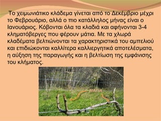 Το χειμωνιάτικο κλάδεμα γίνεται από το Δεκέμβριο μέχρι
το Φεβρουάριο, αλλά ο πιο κατάλληλος μήνας είναι ο
Ιανουάριος. Κόβονται όλα τα κλαδιά και αφήνονται 3-4
κληματόβεργες που φέρουν μάτια. Με τα χλωρά
κλαδέματα βελτιώνονται τα χαρακτηριστικά του αμπελιού
και επιδιώκονται καλλίτερα καλλιεργητικά αποτελέσματα,
η αύξηση της παραγωγής και η βελτίωση της εμφάνισης
του κλήματος.



                              ΜΑΤΙΑ
 