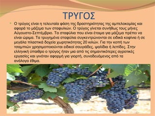 ΤΡΥΓΟΣ
 Ο τρύγος είναι η τελευταία φάση της δραστηριότητας της αμπελοκομίας και
  αφορά το μάζεμα των σταφυλιών. Ο τρύγος γίνεται συνήθως τους μήνες
  Αύγουστο-Σεπτέμβριο. Τα σταφύλια που είναι έτοιμα για μάζεμα πρέπει να
  είναι ώριμα. Τα τρυγημένα σταφύλια συγκεντρώνονται σε ειδικά κοφίνια ή σε
  μεγάλα πλαστικά δοχεία χωρητικότητας 20 κιλών. Για την κοπή των
  τσαμπιών χρησιμοποιούνται ειδικοί σουγιάδες, ψαλίδια ή λεπίδες. Στην
  ελληνική ύπαιθρο ο τρύγος ήταν μια από τις σημαντικότερες αγροτικές
  εργασίες και γινόταν αφορμή για γιορτή, συνοδευόμενος από τα
  ανάλογα έθιμα.
 