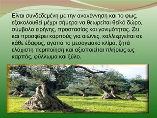 Είναι συνδεδεμένη με την αναγέννηση και το φως,
εξακολουθεί μέχρι σήμερα να θεωρείται θεϊκό δώρο,
σύμβολο ειρήνης, προστασίας και γονιμότητας. Ζει
και προσφέρει καρπούς για αιώνες, καλλιεργείται σε
κάθε έδαφος, αγαπά το μεσογειακό κλίμα, ζητά
ελάχιστη περιποίηση και αξιοποιείται πλήρως ως
καρπός, φύλλωμα και ξύλο.
 