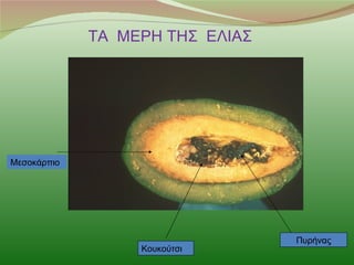 ΤΑ ΜΕΡΗ ΤΗΣ ΕΛΙΑΣ




Μεσοκάρπιο




                                 Πυρήνας
                  Κουκούτσι
 