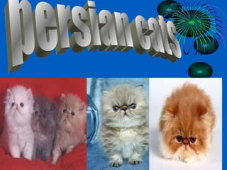 persian cats 
