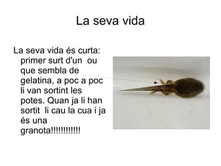 La seva vida La seva vida és curta: primer surt d'un  ou que sembla de gelatina, a poc a poc li van sortint les potes. Quan ja li han sortit  li cau la cua i ja és una granota!!!!!!!!!!!! 