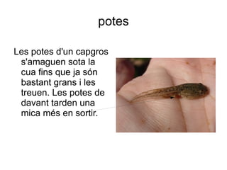 potes Les potes d'un capgros s'amaguen sota la cua fins que ja són bastant grans i les treuen. Les potes de davant tarden una mica més en sortir. 