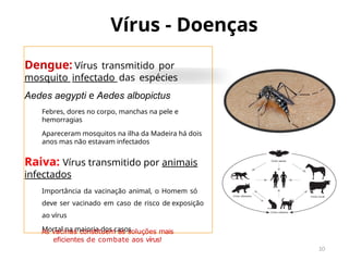 Vírus - Doenças
10
Dengue: Vírus transmitido por
mosquito infectado das espécies
Aedes aegypti e Aedes albopictus
Febres, dores no corpo, manchas na pele e
hemorragias
Apareceram mosquitos na ilha da Madeira há dois
anos mas não estavam infectados
Raiva: Vírus transmitido por animais
infectados
Importância da vacinação animal, o Homem só
deve ser vacinado em caso de risco de exposição
ao vírus
Mortal na maioria dos casos
As vacinas constituem as soluções mais
eficientes de combate aos vírus!
 