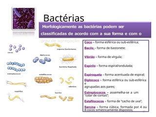 Bactérias
17
Morfologicamente as bactérias podem ser
classificadas de acordo com a sua forma e com o
grau de agregação Coco – forma esférica ou sub-esférica;
Bacilo – forma de bastonete;
Vibrião – forma de vírgula;
Espirilo – forma espiral/ondulada;
Espiroqueta – forma acentuada de espiral;
Diplococo – forma esférica ou sub-esférica
e
agrupadas aos pares;
Estreptococos – assemelha-se a um
"colar de contas’’;
Estafilococos – forma de “cacho de uva”;
Sarcina – forma cúbica, formada por 4 ou
8 cocos simetricamente dispostos;
 