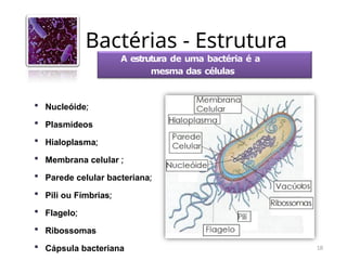 Bactérias - Estrutura
18
A estrutura de uma bactéria é a
mesma das células
procarióticas:
 Nucleóide;
 Plasmídeos
 Hialoplasma;
 Membrana celular ;
 Parede celular bacteriana;
 Pili ou Fímbrias;
 Flagelo;
 Ribossomas
 Cápsula bacteriana
 