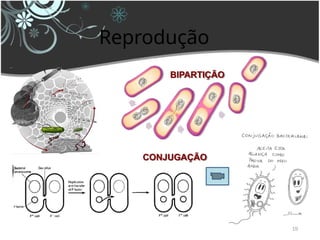 Reprodução
19
BIPARTIÇÃO
CONJUGAÇÃO
 