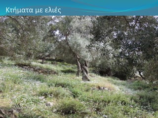 Κτήματα με ελιές 
 