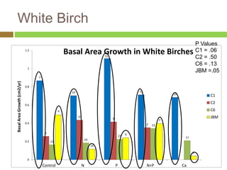 White Birch 
7 
10 
15 
13 
19 
5 
10 
4 
2 
21 
24 
23 
23 
11 
4 
14 
9 
7 
2 
1.2 
1 
0.8 
0.6 
0.4 
0.2 
0 
Control N P N+P Ca 
Basal Area Growth (cm2/yr) 
Basal Area Growth in White Birches 
P Values 
C1 = .06 
C2 = .50 
C6 = .13 
JBM =.05 
C1 
C2 
C6 
JBM 
 