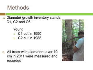 Methods 
 Diameter growth inventory stands 
C1, C2 and C6 
Young 
 C1 cut in 1990 
 C2 cut in 1988 
 All trees with diameters over 10 
cm in 2011 were measured and 
recorded 
 