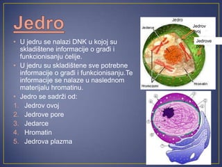 • U jedru se nalazi DNK u kojoj su
skladištene informacije o građi i
funkcionisanju ćelije.
• U jedru su skladištene sve potrebne
informacije o građi i funkcionisanju.Te
informacije se nalaze u naslednom
materijalu hromatinu.
• Jedro se sadrži od:
1. Jedrov ovoj
2. Jedrove pore
3. Jedarce
4. Hromatin
5. Jedrova plazma
Jedrov
ovoj
Jedrove
pore
 