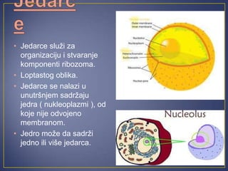 • Jedarce služi za
organizaciju i stvaranje
komponenti ribozoma.
• Loptastog oblika.
• Jedarce se nalazi u
unutršnjem sadržaju
jedra ( nukleoplazmi ), od
koje nije odvojeno
membranom.
• Jedro može da sadrži
jedno ili više jedarca.
 