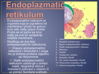 • Endoplazmatični retikulum je
organela koja je izgrađena od
membrana i pruža se gotovo
kroz celu ćeliju poput mreže.
Pruža se od jedra pa kroz
ćeliju pa sve do spoljašnje
ćelijske membrane.
• Razlikuju se dva tipa
endoplazmatičnih retikuluma:
 Hrapavi endoplazmatični
retikulumi ( Granularni ) uloga
mu je sinteza proteina zajedno
sa ribozomima
 Glatki endoplazmatični
retikulumi učestvuje u sintezi
masti, razgradnji otrova i
holesterol pretvara u vitamin D
uz pomoć Sunčane svetlosti.
 