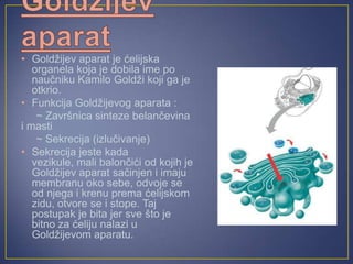 • Goldžijev aparat je ćelijska
organela koja je dobila ime po
naučniku Kamilo Goldži koji ga je
otkrio.
• Funkcija Goldžijevog aparata :
~ Završnica sinteze belančevina
i masti
~ Sekrecija (izlučivanje)
• Sekrecija jeste kada
vezikule, mali balončići od kojih je
Goldžijev aparat sačinjen i imaju
membranu oko sebe, odvoje se
od njega i krenu prema ćelijskom
zidu, otvore se i stope. Taj
postupak je bita jer sve što je
bitno za ćeliju nalazi u
Goldžijevom aparatu.
 