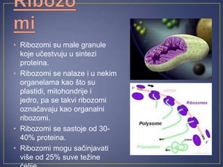 • Ribozomi su male granule
koje učestvuju u sintezi
proteina.
• Ribozomi se nalaze i u nekim
organelama kao što su
plastidi, mitohondrije i
jedro, pa se takvi ribozomi
označavaju kao organalni
ribozomi.
• Ribozomi se sastoje od 30-
40% proteina.
• Ribozomi mogu sačinjavati
više od 25% suve težine
 