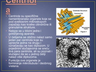 • Centriole su specifične
nemembranske organele koje se
pod svetlosnim mikroskopom
zapažaju kao kratke cilindrične ili
granularne strukture.
• Nalaze se u blizini jedra i
goldžijevog aparata.
• U ćelijama se obično nalazi samo
jedan par centriola koje su
upravne jedna na drugu i
označavaju se kao diplozom. U
pojedinim slučajevima se sreću
dva para centriola, ali su poznati i
slučajevi da se u jednoj ćeliji
nalazi više diplozoma.
• Funkcija ove organele je
formiranje mikrotubula i deobnog
vretena.
 
