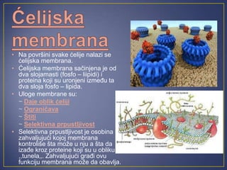 • Na površini svake ćelije nalazi se
ćelijska membrana.
• Ćelijska membrana sačinjena je od
dva slojamasti (fosfo – liipidi) i
proteina koji su uronjeni između ta
dva sloja fosfo – lipida.
• Uloge membrane su:
~ Daje oblik ćeliji
~ Ograničava
~ Štiti
~ Selektivna prpustljivost
• Selektivna prpustljivost je osobina
zahvaljujući kojoj membrana
kontroliše šta može u nju a šta da
izađe kroz proteine koji su u obliku
,,tunela‚‚. Zahvaljujući građi ovu
funkciju membrana može da obavlja.
 