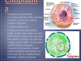 • Citoplazma predstavlja
unutrašnji sadržaj ćelije, odvojen
od jedra, u kome se nalaze
ćelijske organele.
• U obliku želatina je.
• Citoplazma ima mehaničku
ulogu, to jest, ima ulogu da održi
oblik i formu ćelije, kao i da služi
kao jastuk u slučaju da dođe do
naglog udara ćelije i na taj način
zaštiti ćelijske organele.
Citoplazma je takođe i mesto
vitalnih reakcija neophodne za
život, kao što su metabolizam,
glikoliza i sinteza proteina.
 