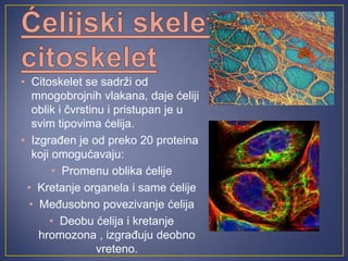 • Citoskelet se sadrži od
mnogobrojnih vlakana, daje ćeliji
oblik i čvrstinu i pristupan je u
svim tipovima ćelija.
• Izgrađen je od preko 20 proteina
koji omogućavaju:
• Promenu oblika ćelije
• Kretanje organela i same ćelije
• Međusobno povezivanje ćelija
• Deobu ćelija i kretanje
hromozona , izgrađuju deobno
vreteno.
 