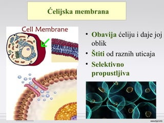 Ćelijska membrana
• Obavija ćeliju i daje joj
oblik
• Štiti od raznih uticaja
• Selektivno
propustljiva
 