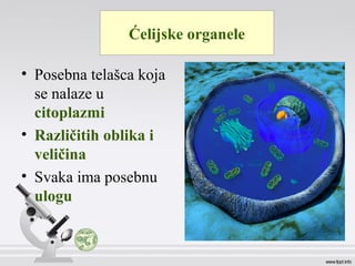 • Posebna telašca koja
se nalaze u
citoplazmi
• Različitih oblika i
veličina
• Svaka ima posebnu
ulogu
Ćelijske organele
 