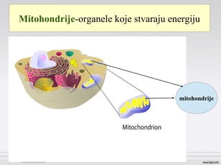 Mitohondrije-organele koje stvaraju energiju
mitohondrije
 