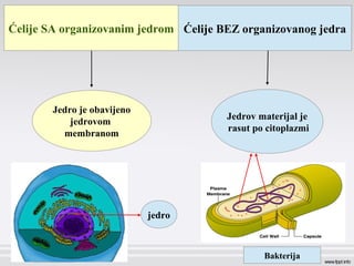 Ćelije SA organizovanim jedrom Ćelije BEZ organizovanog jedra
Jedro je obavijeno
jedrovom
membranom
jedro
Jedrov materijal je
rasut po citoplazmi
Bakterija
 