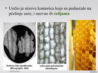 • Uočio je nizove komorica koje su podsećale na
pčelinje saće, i nazvao ih ćelijama
 