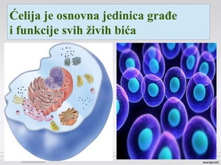 Ćelija je osnovna jedinica građe
i funkcije svih živih bića
 