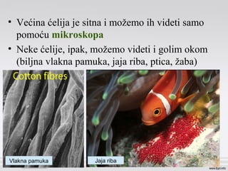 • Većina ćelija je sitna i možemo ih videti samo
pomoću mikroskopa
• Neke ćelije, ipak, možemo videti i golim okom
(biljna vlakna pamuka, jaja riba, ptica, žaba)
Vlakna pamuka Jaja riba
 