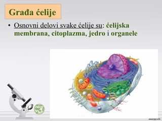 • Osnovni delovi svake ćelije su: ćelijska
membrana, citoplazma, jedro i organele
Građa ćelije
 